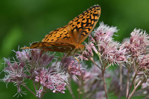 Great spangled fritillary, fluttering over summer wildflowers (joe-pye weed) as it feeds, with the focus on the eyes and head. Note the proboscis inside the flower. The butterfly's striking pattern inspires its name. The Latin word fritillus means chessboard or dice box.