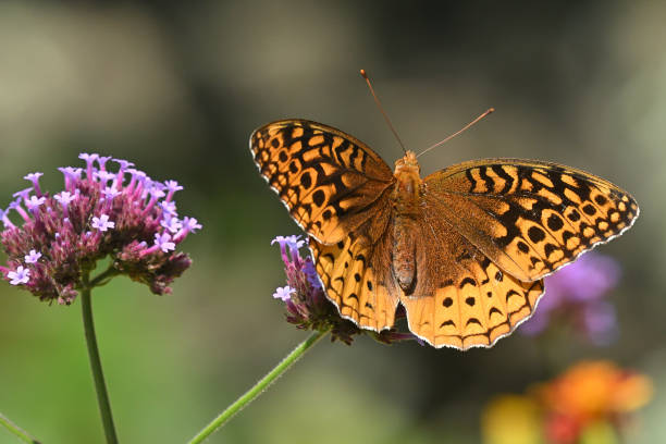 Great spangled fritillary on purple verbena in summer, top or dorsal view, showing the pattern on the back of the wings. The Latin word fritillus means chessboard or dice box. Fritillary is also a checkered flower.