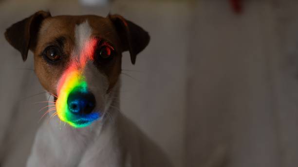istock Rainbow rays on the muzzle of a Jack Russell Terrier dog. 2166659908