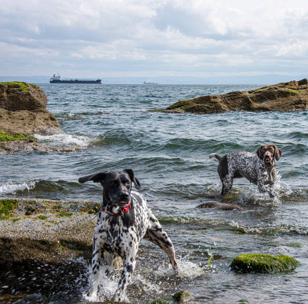 Playing at the pebbly seaside, German shorthair pointers splashing about in the North Sea at West Wemyss, Scotland