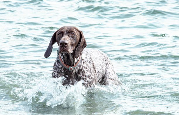istock High Key dog in water 2166659929