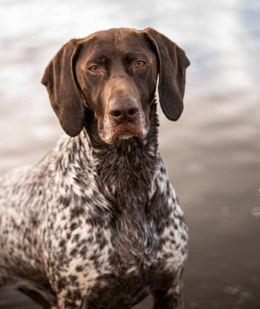 istock Wet dog with water background 2166659944