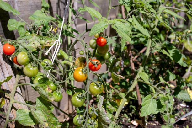 istock Small Tomatoes ripening on a plant 2166660129