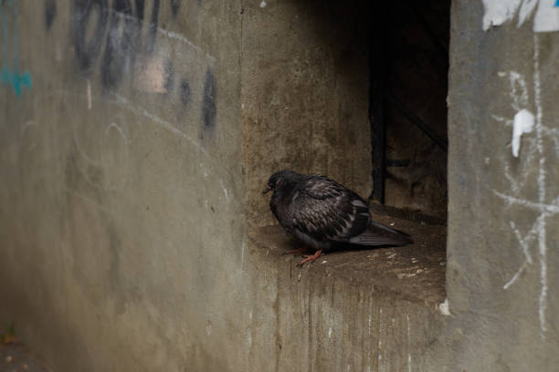 A drenched pigeon sits on a window in the basement of a gray house