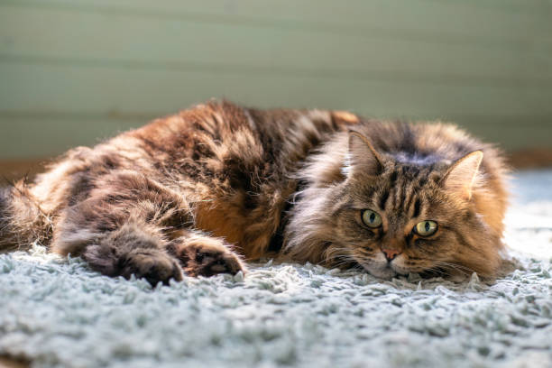 istock Fluffy cat lying on the carpet 2166660452