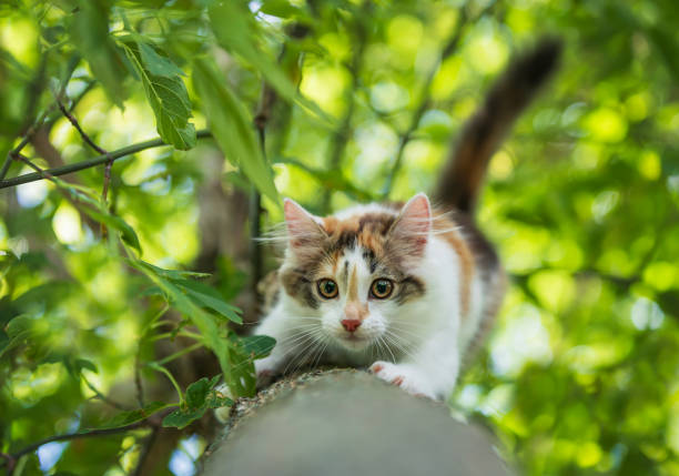 cute kitten sitting on tree trunk in sunny summer garden