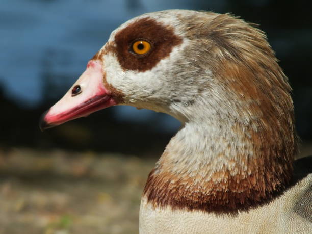 istock Egyptian Goose Portrait 2166661911
