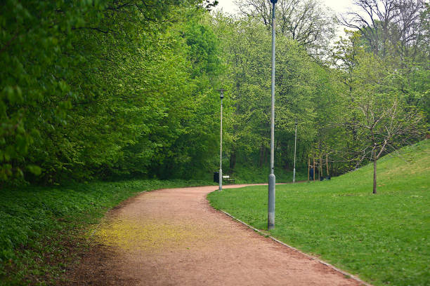 A picturesque photograph capturing a tranquil path in a park, flanked by a dense forest on one side and a gently undulating, well-mowed landscape on the other. The scene is bathed in lush greenery, with the vivid green hues dominating the image. Delicate yellow flowers have fallen from a nearby tree, creating a charming, natural carpet on part of the path. This serene and visually striking scene embodies the peaceful beauty of nature, making it ideal for themes related to relaxation, outdoor spaces, and the harmony of natural