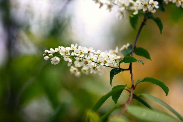 Prunus padus plant in bloom at Oslo, Norway. Bird cherry, hackberry, hagberry, or Mayday tree