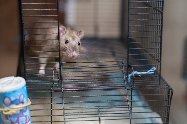 istock Domestic rat in a cage holds food with its paws and eats. 2166662234