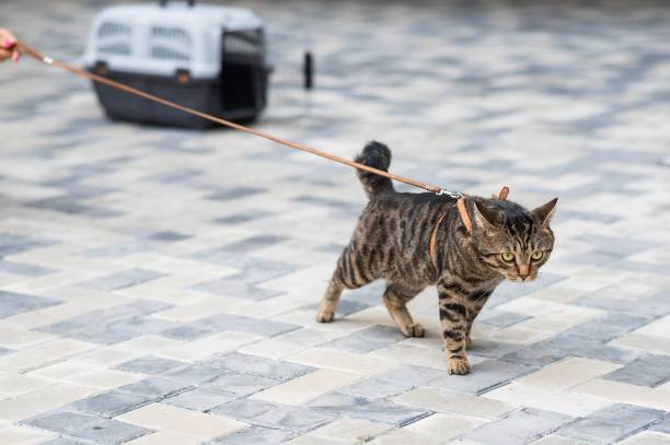 istock A gray striped cat pulls its owner by the leash while walking outdoors. 2166662756