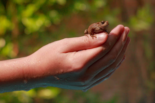 istock encounter with a common toad climbs on my hand, Amphibians are beautiful 2166664670