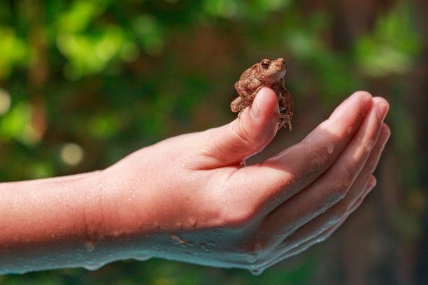 istock encounter with a common toad climbs on my hand, Amphibians are beautiful 2166664673