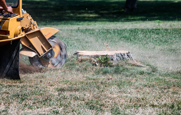 istock Commercial Stump Grinder Grinding Tree Stump 2166664691