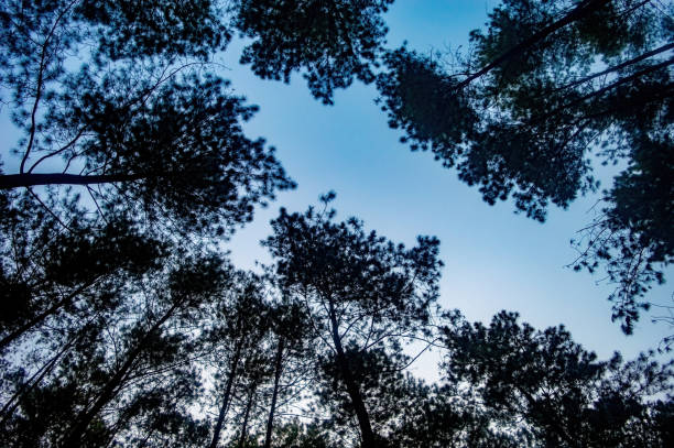 A breathtaking view looking up at towering pine trees against a clear blue sky, creating a sense of tranquility and wonder.