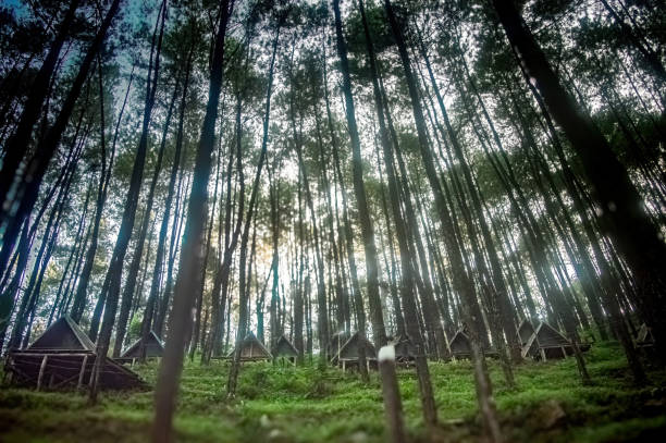 istock Rustic glamping tents nestled amidst a towering pine forest, offering a unique and unforgettable outdoor experience. 2166665179
