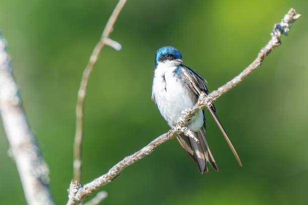 istock Iridescent Tree Swallow Rests Between Insect Hunting 2166666981