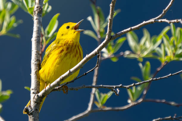istock Yellow Warbler Foraging in Springtime 2166666987
