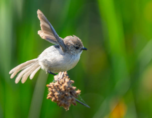 istock Very Active Bushtit Feeding in the Marsh 2166667027