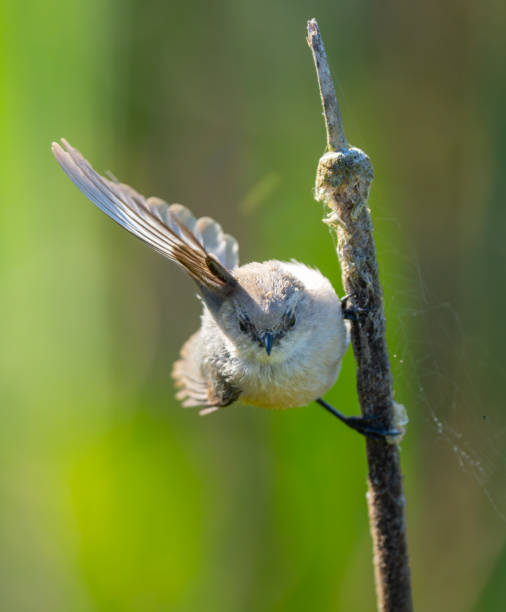 istock Very Active Bushtit Feeding in the Marsh 2166667044