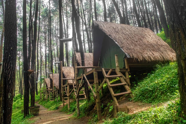 istock Rustic glamping tents nestled amidst a towering pine forest, offering a unique and unforgettable outdoor experience. 2166667245