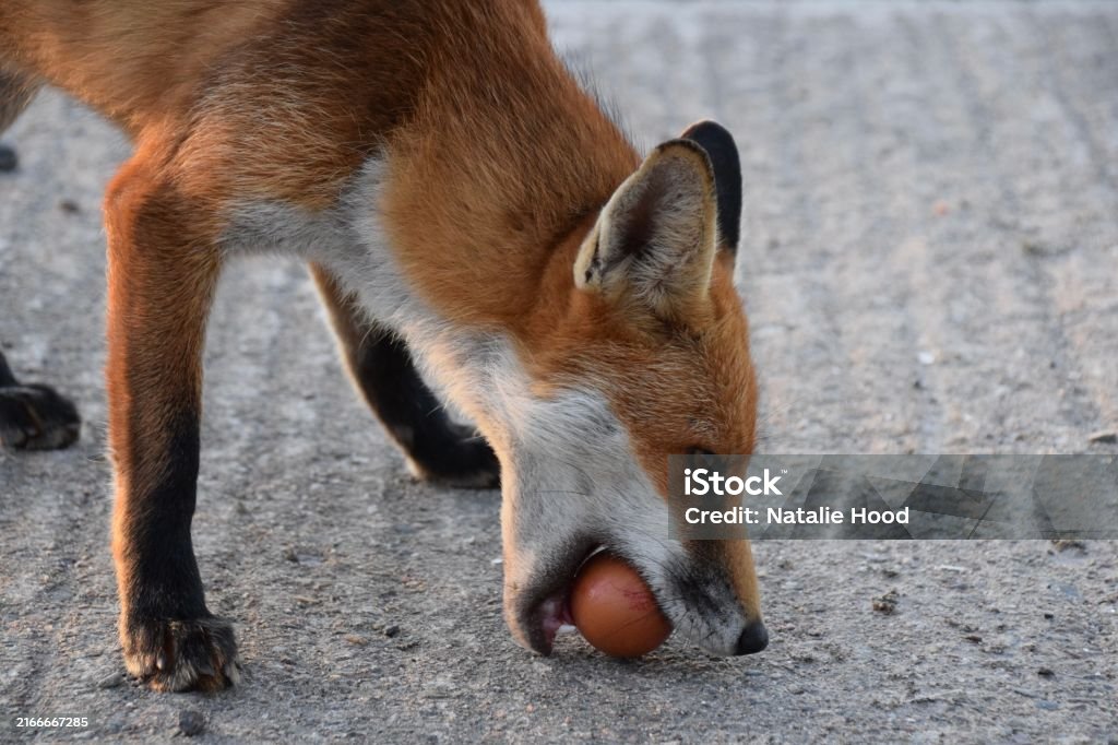 Fox With An Egg Stock Photo Download Image Now Animal Egg Egg fox-with-an-egg-stock-photo-download-image-now-animal-egg-egg