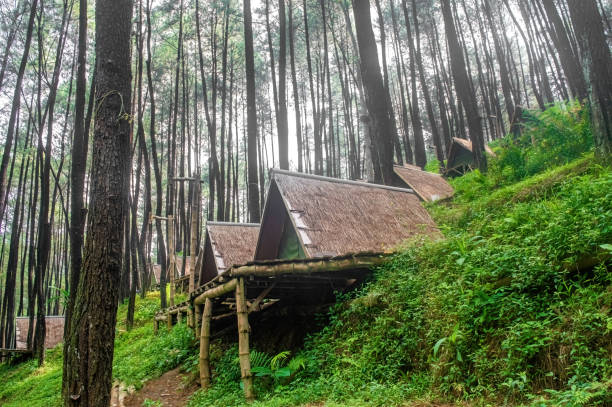 istock Rustic glamping tents nestled amidst a towering pine forest, offering a unique and unforgettable outdoor experience. 2166667456