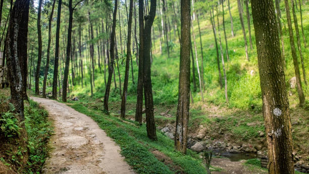 istock A winding dirt path through a lush, green pine forest with a small stream running alongside. 2166668165