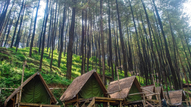 Rustic glamping tents nestled amidst a towering pine forest, offering a unique and unforgettable outdoor experience.