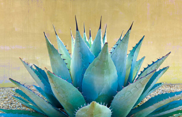 istock Blue Agave (American Aloe) Plant; Yellow Background 2166669537