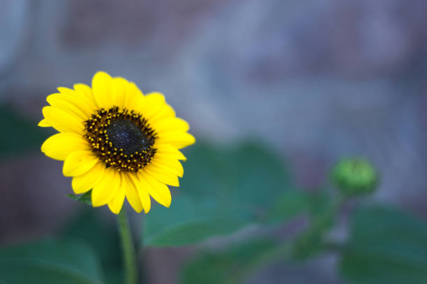 Single Sunflower; Gray-Green Background with Copy Space