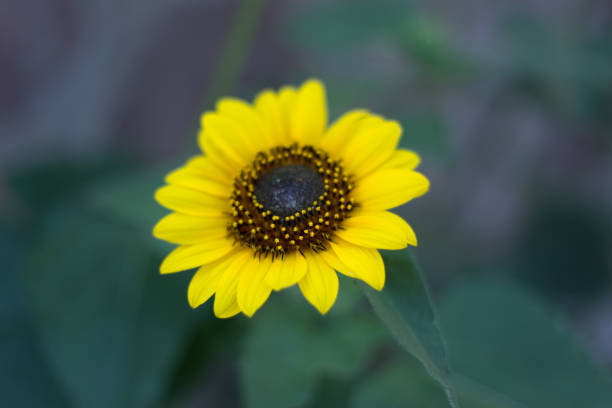 Single Sunflower; Gray-Green Background with Copy Space