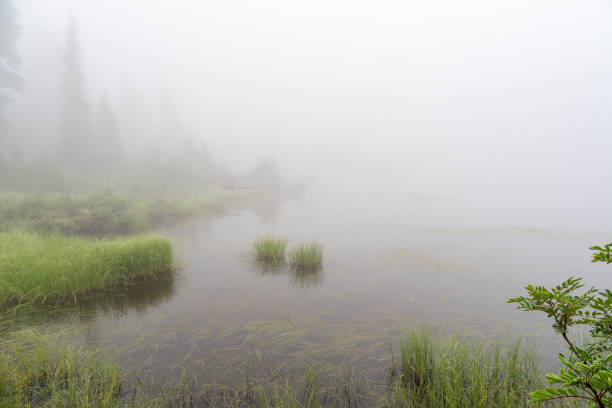 Heavy foggy painted picture lake at Mt Baker area surrounded by wildflowers, Washington, USA