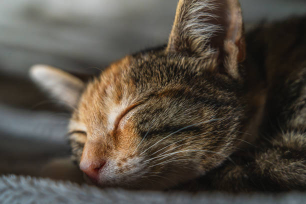 istock Peacefully sleeping tabby cat with closed eyes. Warm cozy atmosphere, cat tranquility and contentment 2166671556
