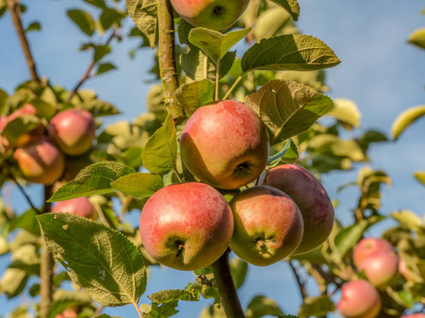 istock Ripe red apples ripening on the tree 2166672223