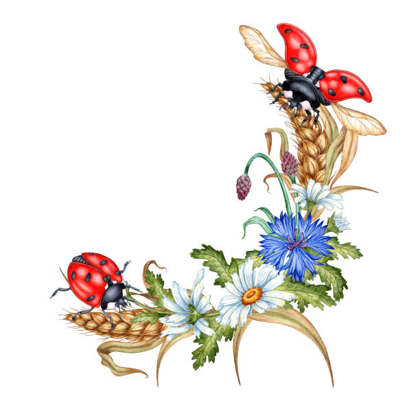 Cornflowers daisies ears of wheat and ladybugs half wreath watercolor Blue cornflowers, daisies, ears of wheat and ladybugs, corner wreath, watercolor illustration. Wildflower botanical composition bouquet element isolated from background. Suitable for cosmetics, aromatherapy, ladybug frame border clip art stock illustrations
