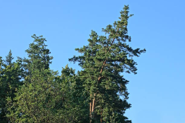 top of a  large green coniferous pine against a blue sky