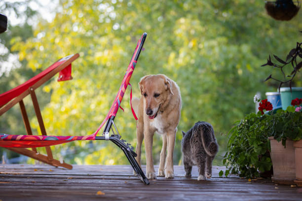 Domestic cat and dog stands in veranda at home.