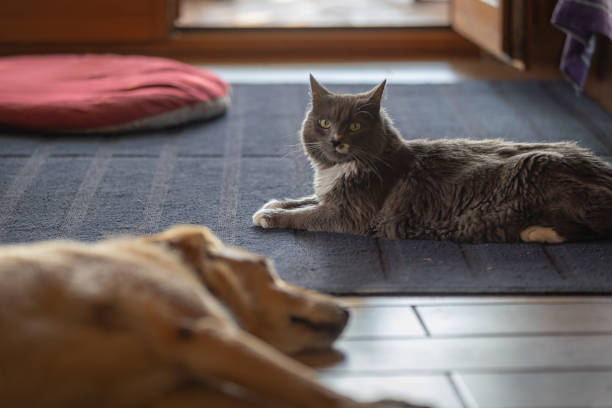 istock Dog and cat sleep together at home. 2166674280