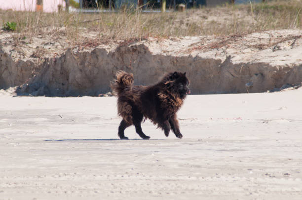 Dog walking on the beach in brazil