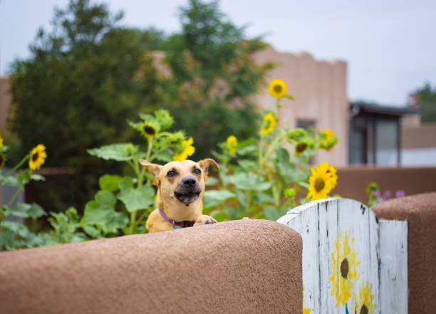 Dog Looks Over Wall, Surrounded by Sunflowers