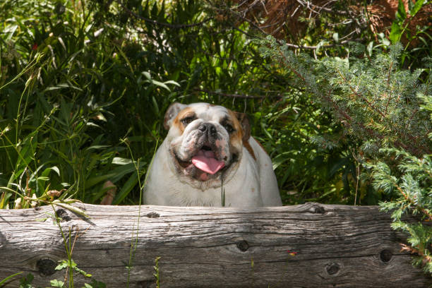 White bulldog posing for a natural light portrait in the forest by a log