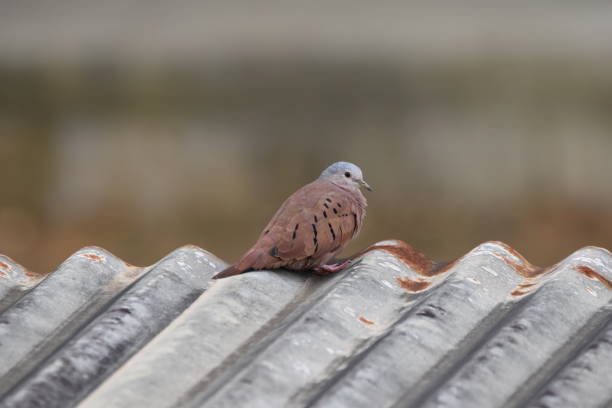 istock Ruddy ground dove or Columbina talpacoti 2166675175