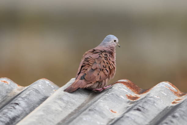 istock Ruddy ground dove or Columbina talpacoti 2166675185