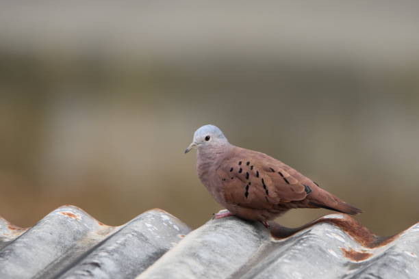 istock Ruddy ground dove or Columbina talpacoti 2166675186