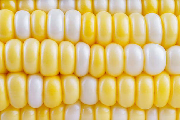 istock Fresh raw yellow sweet corn background, corncob with yellow grains macro, close up texture. 2166675836