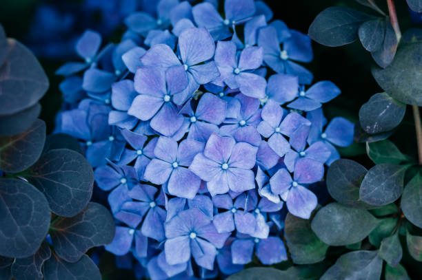 istock Hydrangea Flowers in the Garden 2166676169