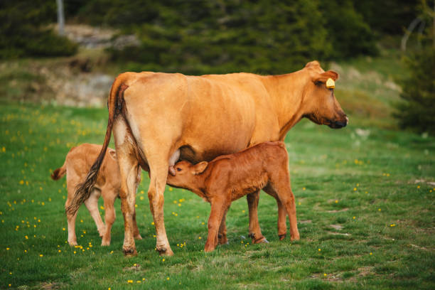istock Momma Cow and Calf Sharing a Nuzzle 2166676201