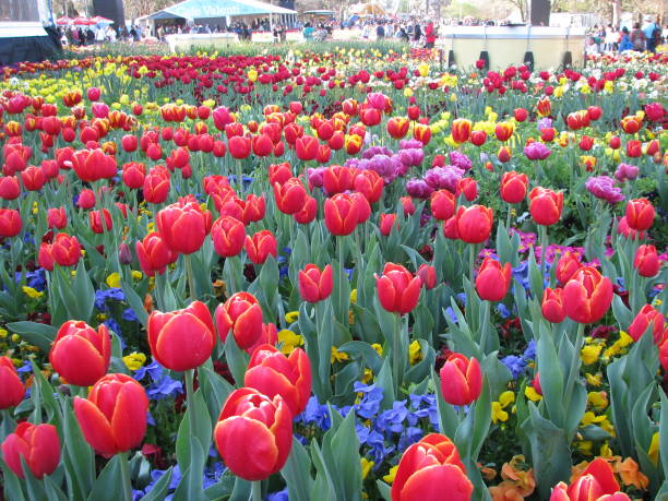 istock Canberra Flower Festival 2166677132