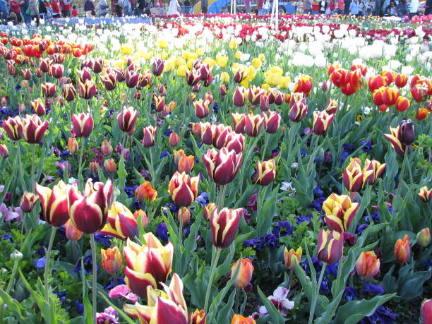 istock Canberra Flower Festival 2166677143